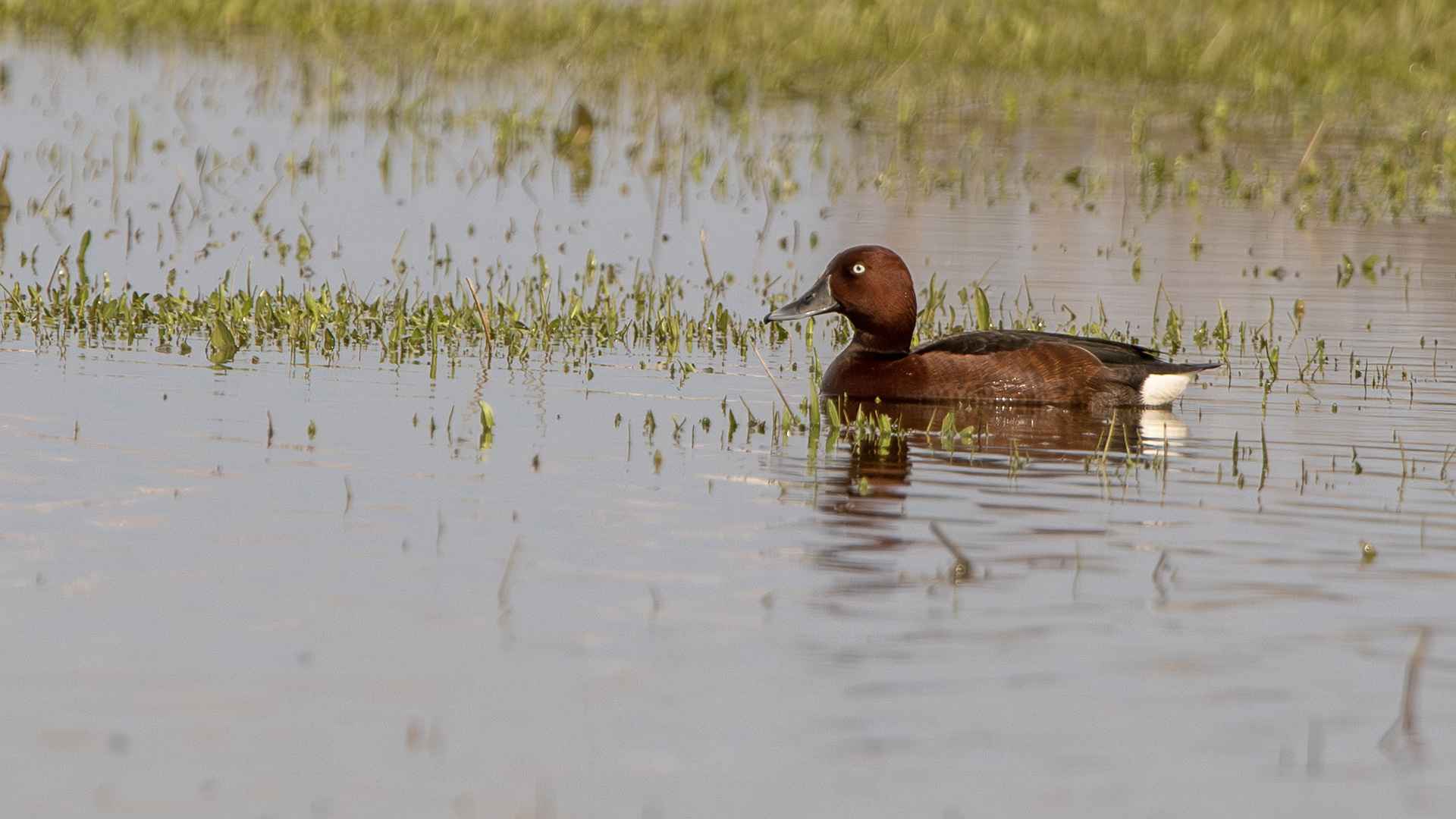 Ferruginous Duck